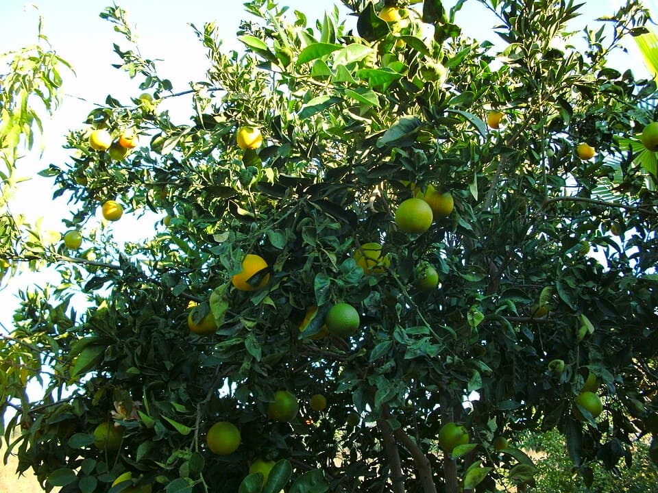 Titreyengöl, Antalya